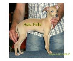 Grey hound puppies for sale in Ranchi on best price asiapets