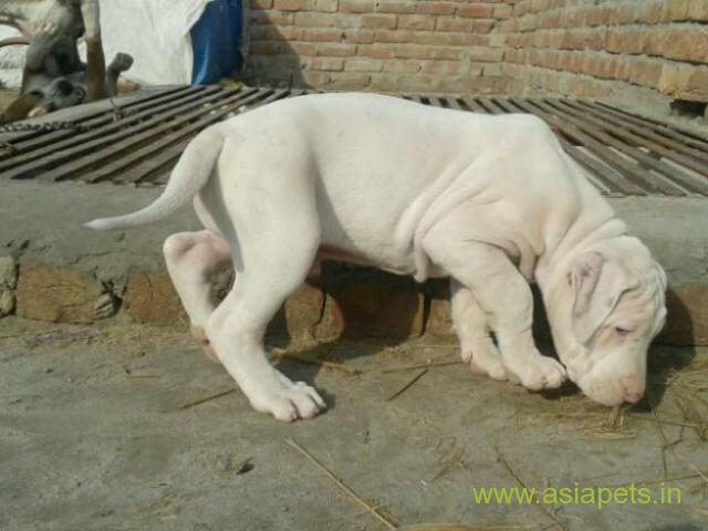 Pakistani bully puppies  for sale in Faridabad on Best Price Asiapets