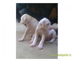 Pakistani bully puppies  for sale in Ghaziabad on Best Price Asiapets