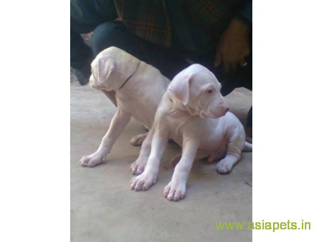 Pakistani bully puppies  for sale in Nagpur on Best Price Asiapets