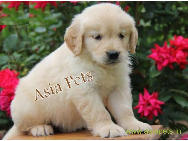 golden retriver puppies for sale in Ahmedabad on best price asiapets
