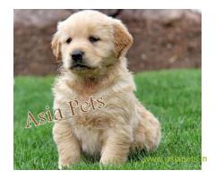 golden retriver puppies for sale in Bangalore on best price asiapets