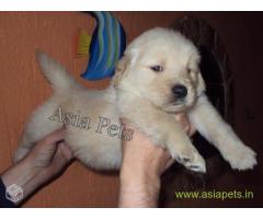 golden retriver puppies for sale in Ghaziabad on best price asiapets