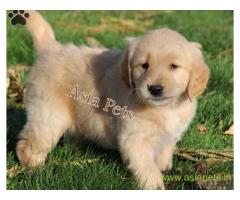 golden retriver puppies for sale in indore on best price asiapets
