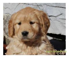 golden retriver puppies for sale in kochi on best price asiapets