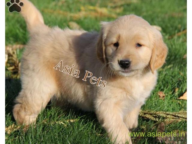 golden retriver puppies for sale in  Mumbai on best price asiapets