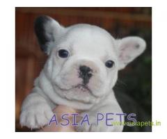French bulldog puppies  for sale in Agra on Best Price Asiapets