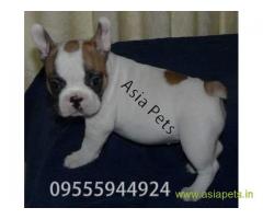 French bulldog puppies  for sale in Bhopal on Best Price Asiapets