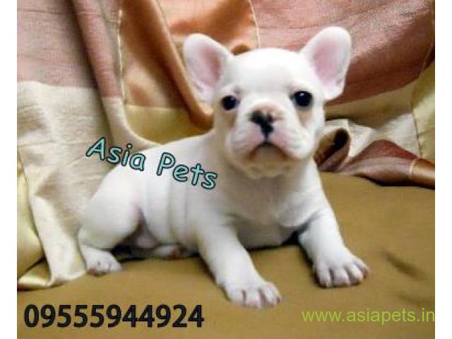 French bulldog puppies  for sale in Delhi on Best Price Asiapets