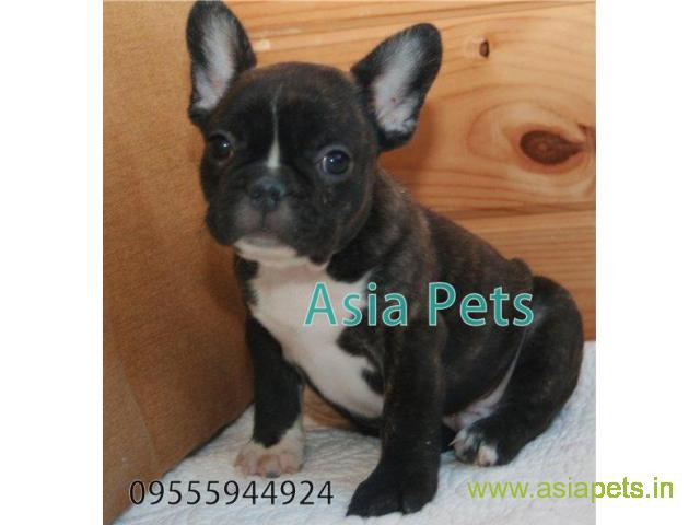 French bulldog puppies  for sale in Gurgaon on Best Price Asiapets