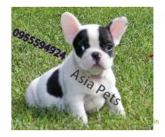 French bulldog puppies  for sale in Guwahati on Best Price Asiapets