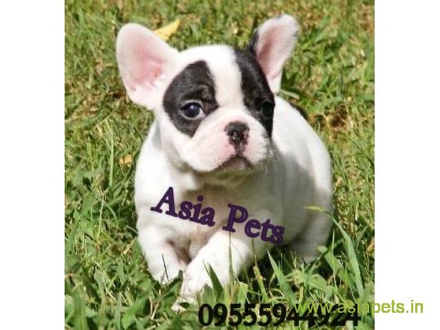 French bulldog puppies  for sale in indore on Best Price Asiapets