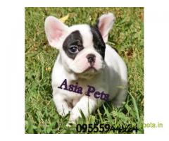 French bulldog puppies  for sale in indore on Best Price Asiapets