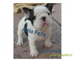 French bulldog puppies  for sale in Kolkata on Best Price Asiapets
