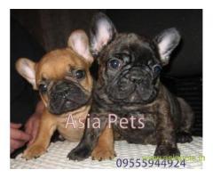 French bulldog puppies  for sale in Nagpur on Best Price Asiapets