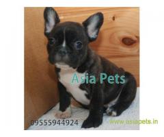 French bulldog puppies  for sale in Nashik on Best Price Asiapets