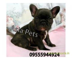 French bulldog puppies  for sale in navi mumbai on Best Price Asiapets