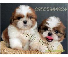 Shih tzu puppies  for sale in Agra on Best Price Asiapets
