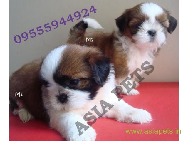 Shih tzu puppies  for sale in Bangalore on Best Price Asiapets