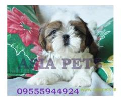 Shih tzu puppies  for sale in Bhubaneswar on Best Price Asiapets