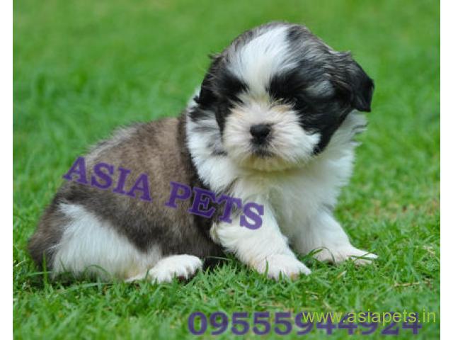 Shih tzu puppies  for sale in Chandigarh on Best Price Asiapets
