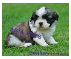 Shih tzu puppies  for sale in Chandigarh on Best Price Asiapets