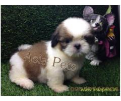 Shih tzu puppies  for sale in indore on Best Price Asiapets