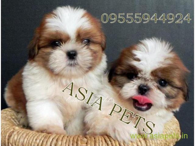 Shih tzu puppies  for sale in Ranchi on Best Price Asiapets