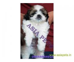 Shih tzu puppies  for sale in Kolkata on Best Price Asiapets