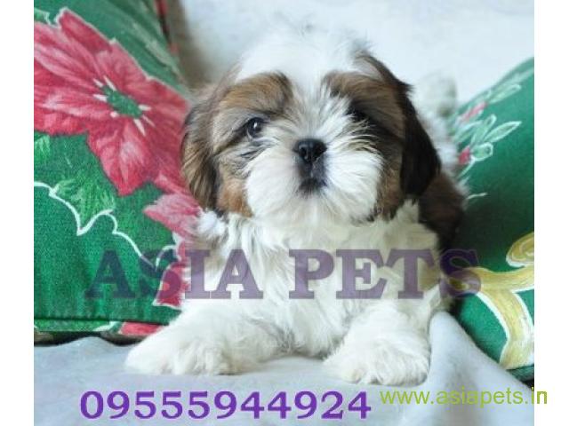 Shih tzu puppies  for sale in Lucknow on Best Price Asiapets