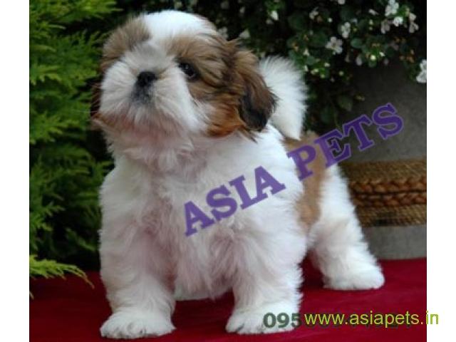Shih tzu puppies  for sale in Nagpur on Best Price Asiapets