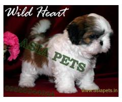 Shih tzu puppies  for sale in Nashik on Best Price Asiapets