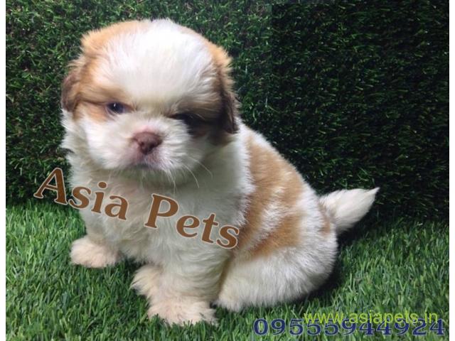 Shih tzu puppies  for sale in rajkot on Best Price Asiapets