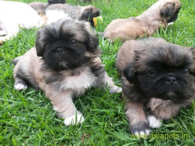 Lhasa apso puppies for sale in  Bhubaneswar, on best price asiapets