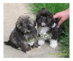 Lhasa apso puppies for sale in Faridabad, on best price asiapets