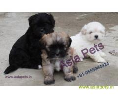 Lhasa apso puppies for sale in Indore, on best price asiapets