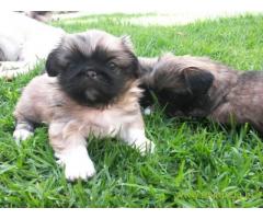Lhasa apso puppies for sale in Jodhpur, on best price asiapets
