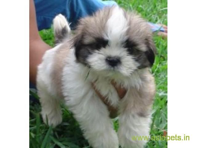 Lhasa apso puppies for sale in Lucknow, on best price asiapets