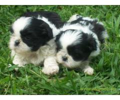 Lhasa apso puppies for sale in Madurai, on best price asiapets