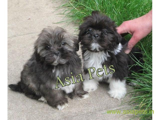 Lhasa apso puppies for sale in Mumbai, on best price asiapets