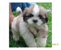 Lhasa apso puppies for sale in Mysore, on best price asiapets