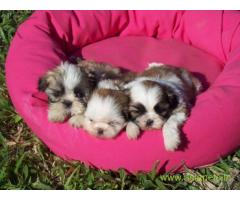 Lhasa apso puppies for sale in Vadodara, on best price asiapets