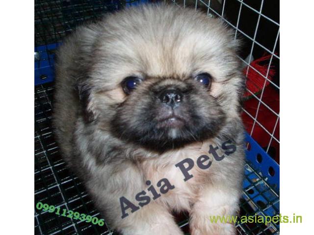 Pekingese puppies  for sale in Bhubaneswar on Best Price Asiapets