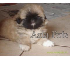 Pekingese puppies  for sale in Coimbatore on Best Price Asiapets