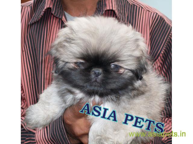 Pekingese puppies  for sale in Ghaziabad on Best Price Asiapets