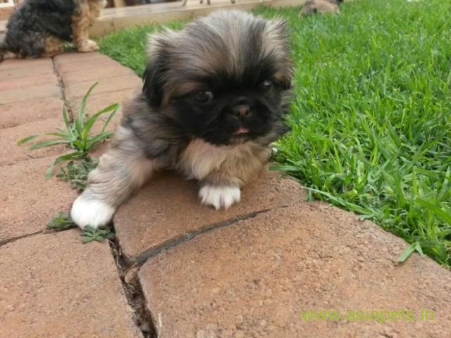 Pekingese puppies  for sale in indore on Best Price Asiapets