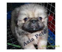 Pekingese puppies  for sale in Jaipur on Best Price Asiapets
