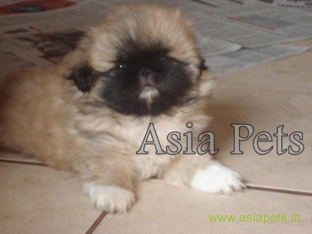 Pekingese puppies  for sale in Kanpur on Best Price Asiapets