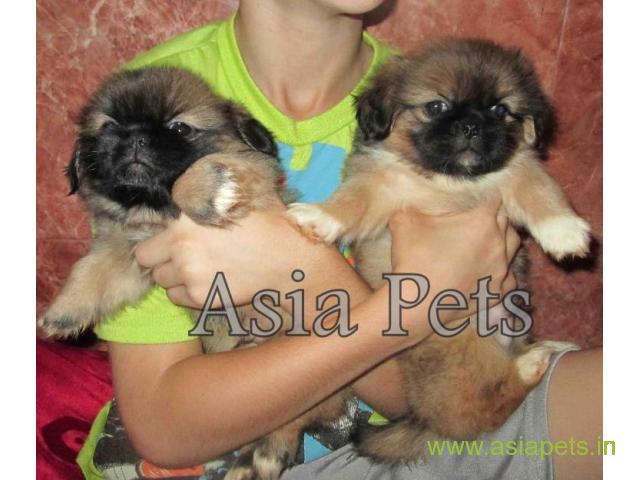 Pekingese puppies  for sale in pune on Best Price Asiapets