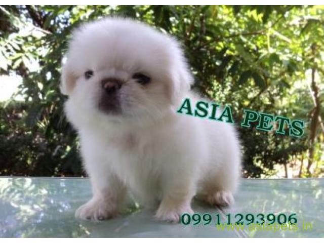 Pekingese puppies  for sale in surat on Best Price Asiapets